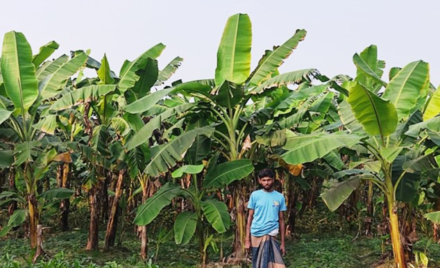 কলা চাষ করে স্বাবলম্বী কৃষক মিজানুর রহমান